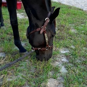 Vintage Billy Royal Halter with Sterling accents